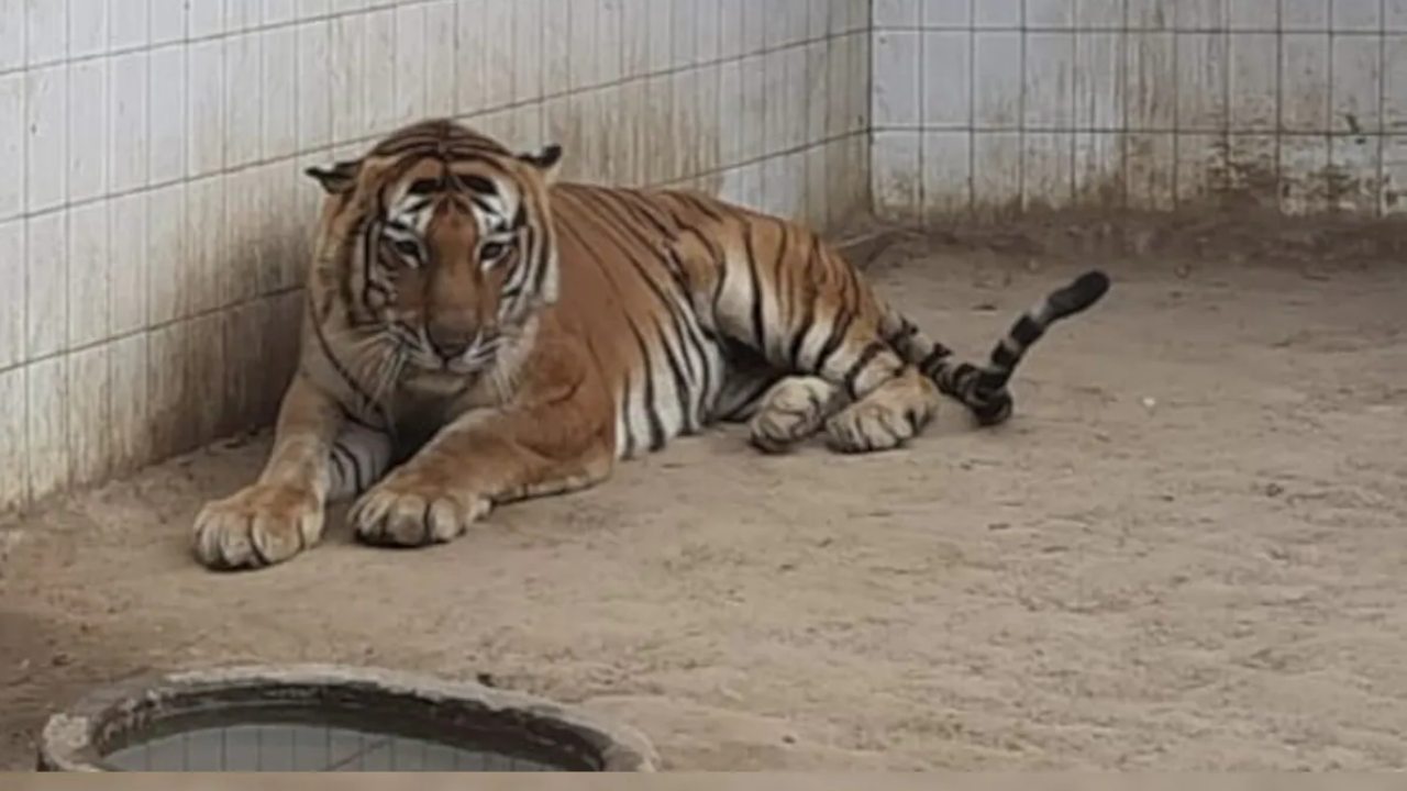 Tiger Dies With cancer : క్యాన్సర్తో మృతి చెందిన పెద్దపులి ‘కిషన్’..కన్నీటితో వీడ్కోలు పలికిన జూ సిబ్బంది Tiger Dies With cancer : క్యాన్సర్తో మృతి చెందిన పెద్దపులి ‘కిషన్’..కన్నీటితో వీడ్కోలు పలికిన జూ సిబ్బంది