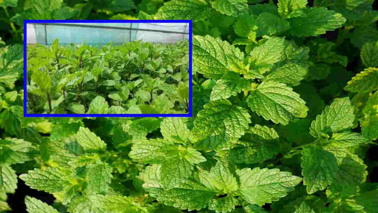 Mint Cultivation : ఒక్కసారి పంట వేస్తే రెండేళ్ళపాటు దిగుబడి! కాసులు కురిపిస్తున్న పుదీనా సాగు! Mint Cultivation : ఒక్కసారి పంట వేస్తే రెండేళ్ళపాటు దిగుబడి! కాసులు కురిపిస్తున్న పుదీనా సాగు!
