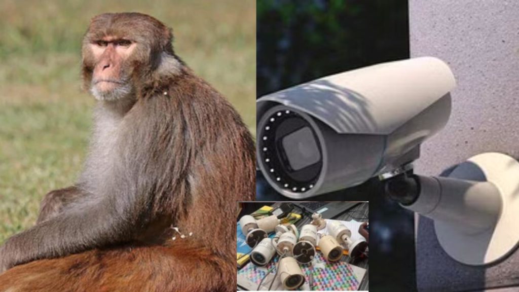 Monkey CC Cameras Theft