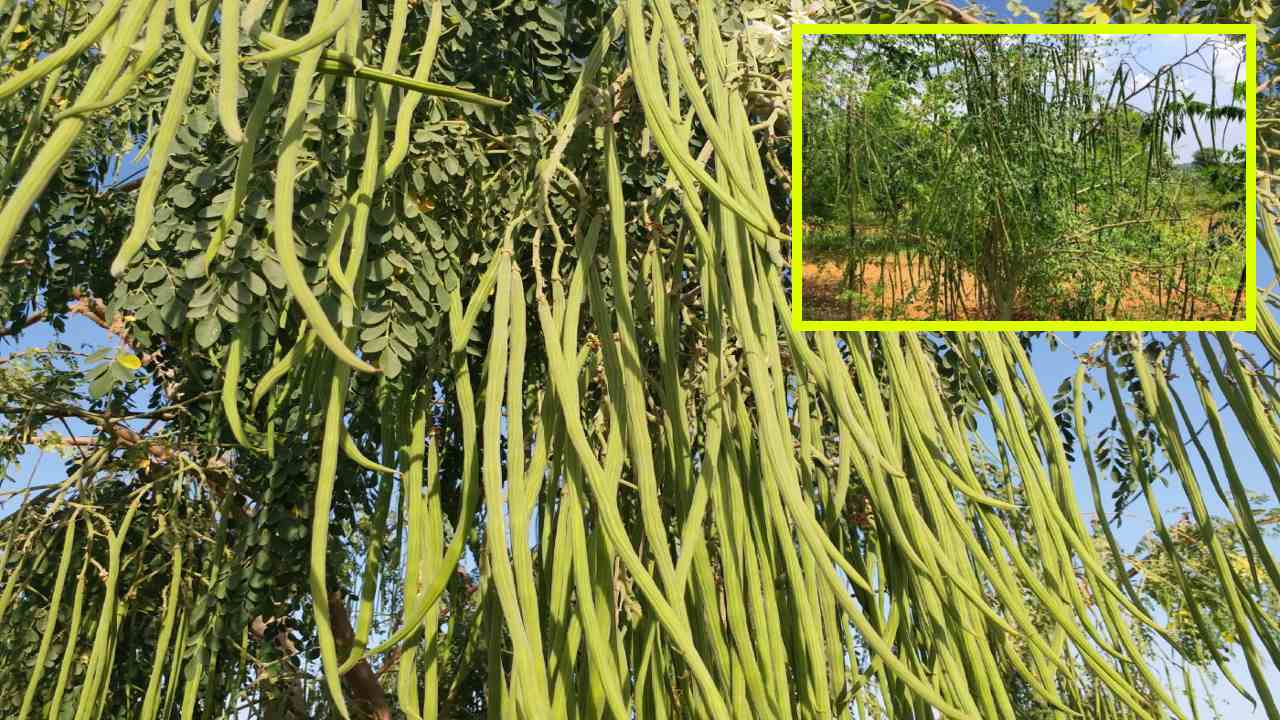 Moringa Crop : మునగపంట సాగులో యాజమాన్య పద్దతులు ! Moringa Crop : మునగపంట సాగులో యాజమాన్య పద్దతులు !