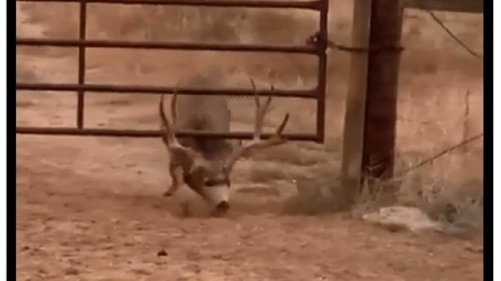 Deer Escapes Video