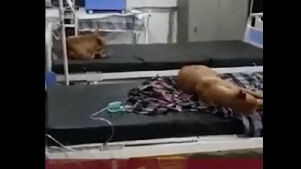 Stray Dogs