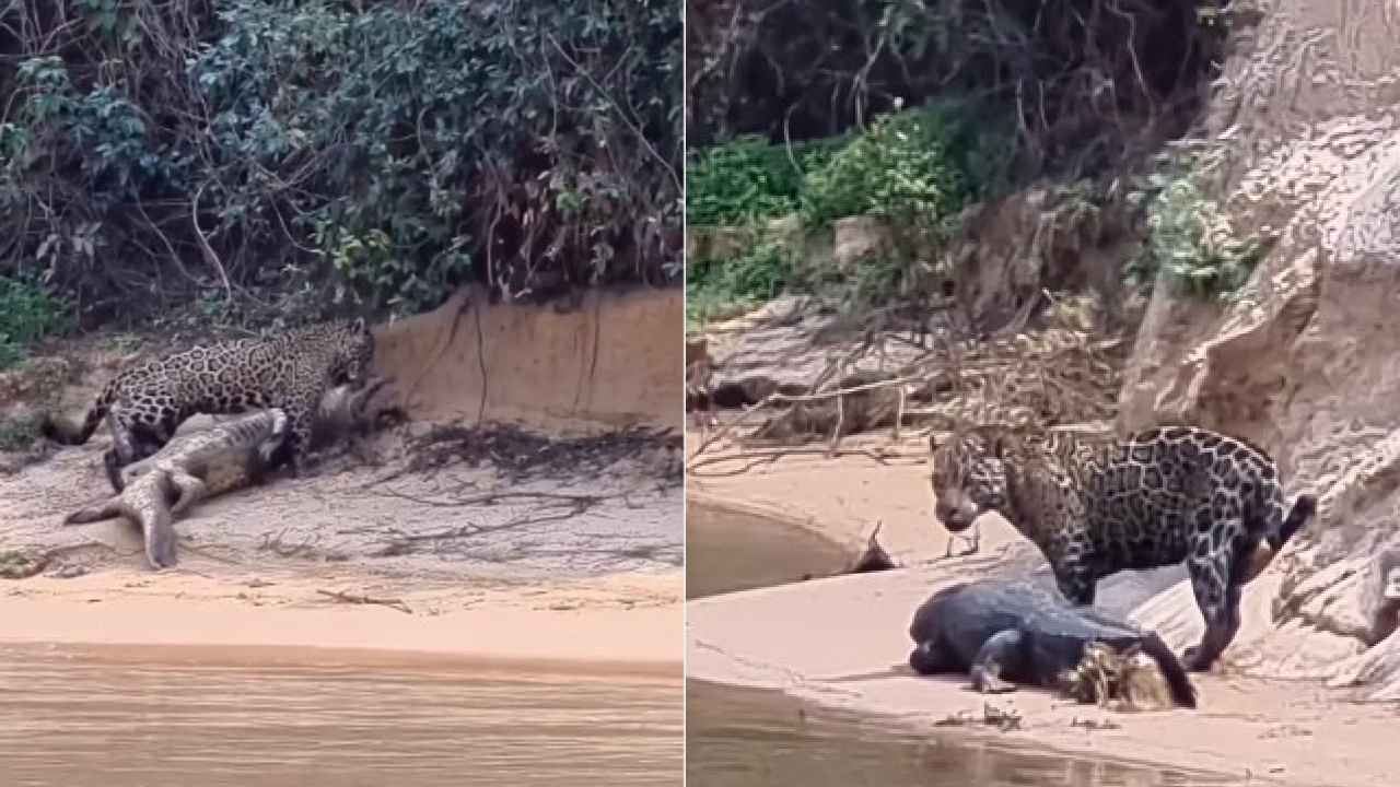 Chilling Video: చిరుతపులితో అట్లుంటది మరి… వీడియో వైరల్ Chilling Video: చిరుతపులితో అట్లుంటది మరి… వీడియో వైరల్