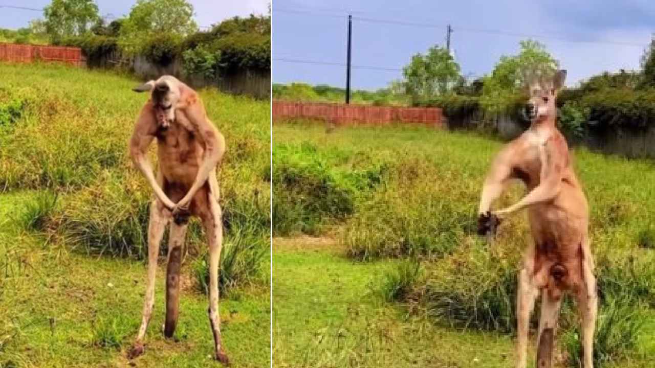 Viral Video: అచ్చం బాడీ బిల్డర్లా పోజులు ఇచ్చిన కంగారూ Viral Video: అచ్చం బాడీ బిల్డర్లా పోజులు ఇచ్చిన కంగారూ