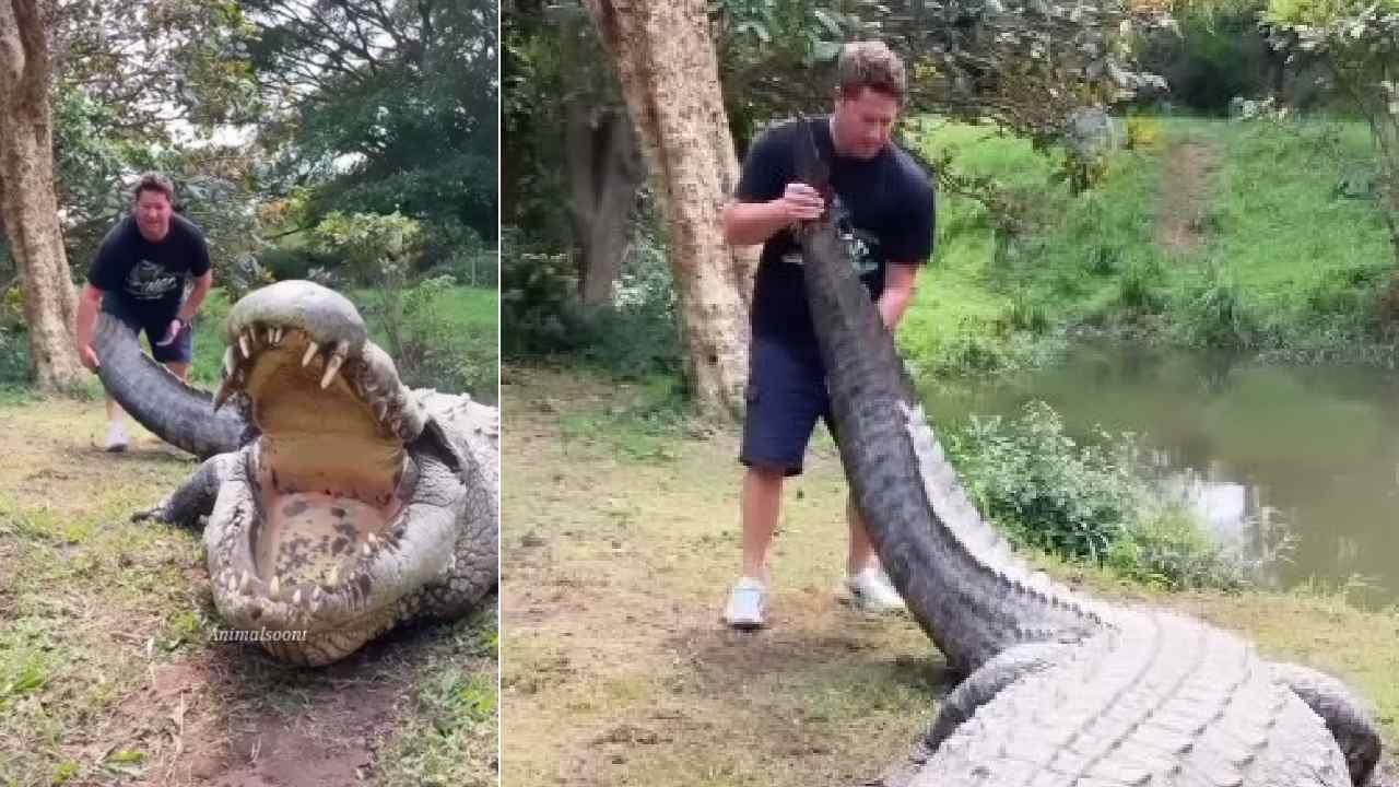 Viral video: అంత పెద్ద మొసలి తోక ఎలా పట్టుకున్నావు భయ్యా?.. వీడియో వైరల్ Viral video: అంత పెద్ద మొసలి తోక ఎలా పట్టుకున్నావు భయ్యా?.. వీడియో వైరల్