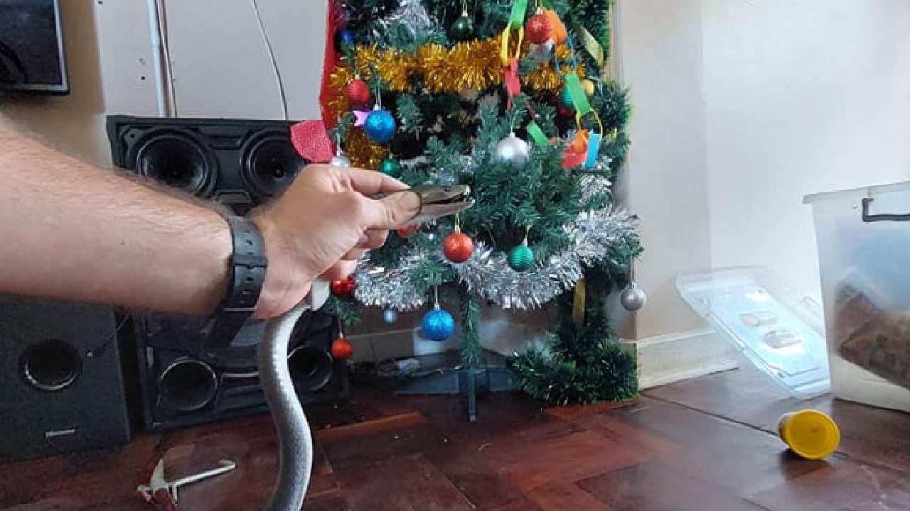 Black Mamba Snake: క్రిస్మస్ ట్రీ కింద విషపూరిత పాము.. చూసి వణికిపోయిన కుటుంబం Black Mamba Snake: క్రిస్మస్ ట్రీ కింద విషపూరిత పాము.. చూసి వణికిపోయిన కుటుంబం