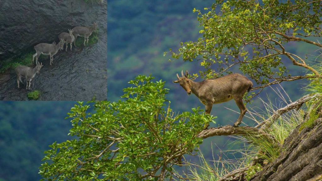 Nilgiri Tahr Viral Pic