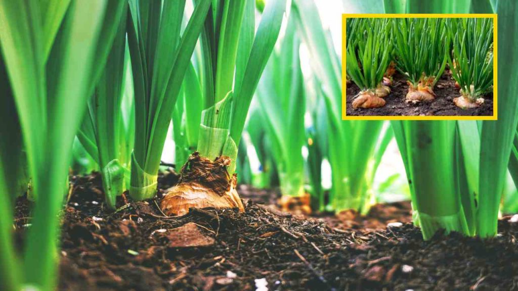 Onion Cultivation :