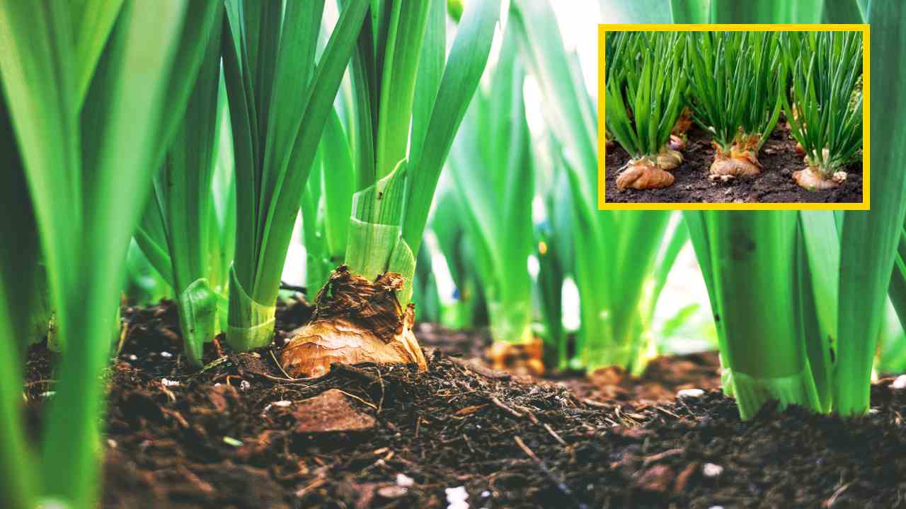 Onion Cultivation : ఉల్లిసాగులో సేంద్రీయ విధానంలో చీడపీడల నివారణ, సస్యరక్షణ చర్యలు! Onion Cultivation : ఉల్లిసాగులో సేంద్రీయ విధానంలో చీడపీడల నివారణ, సస్యరక్షణ చర్యలు!