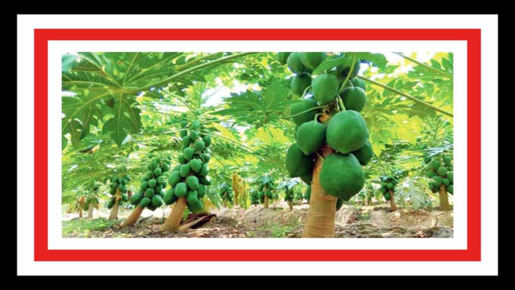 Pest Management Pays Off for Papaya Farmers in Asia