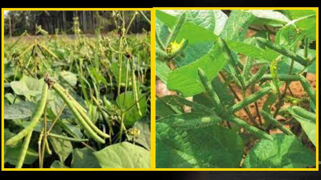 Black Gram Cultivation : మినుము పంటలో పల్లాకు తెగులు, మేలైన యాజమాన్య పద్ధతులు! Black Gram Cultivation : మినుము పంటలో పల్లాకు తెగులు, మేలైన యాజమాన్య పద్ధతులు!