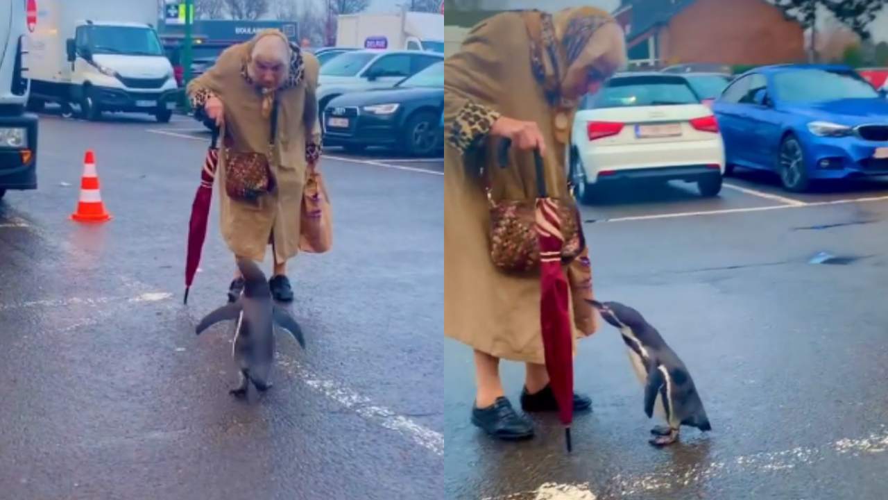Penguin with woman : బుజ్జి పెంగ్విన్తో బామ్మ ముచ్చట్లు .. క్యూట్ వీడియోకు ఫిదా అవ్వాల్సిందే.. Penguin with woman : బుజ్జి పెంగ్విన్తో బామ్మ ముచ్చట్లు .. క్యూట్ వీడియోకు ఫిదా అవ్వాల్సిందే..