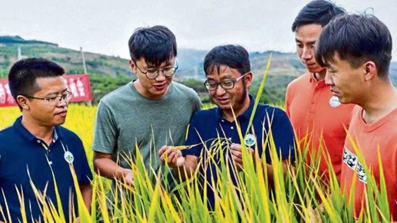 Perennial Rice: సరికొత్త వరి పంట.. ఒక్కసారి నాటితే నాలుగేళ్లు పండే వరిని అభివృద్ధి చేసిన చైనా Perennial Rice: సరికొత్త వరి పంట.. ఒక్కసారి నాటితే నాలుగేళ్లు పండే వరిని అభివృద్ధి చేసిన చైనా