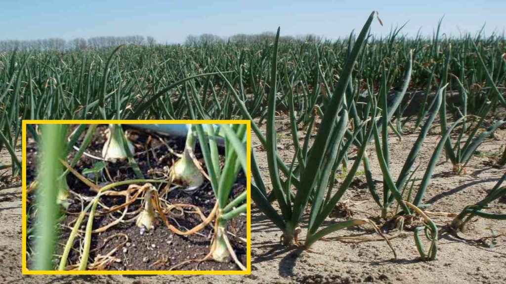 Pests In Onion :