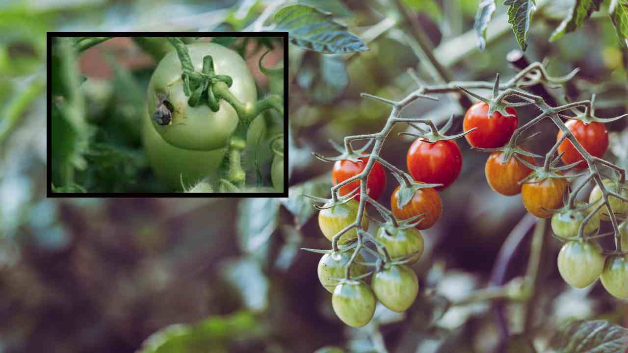 Tomato Cultivation : టమోటా సాగులో తెగుళ్లు , నివారణ పద్దతులు ! Tomato Cultivation : టమోటా సాగులో తెగుళ్లు , నివారణ పద్దతులు !