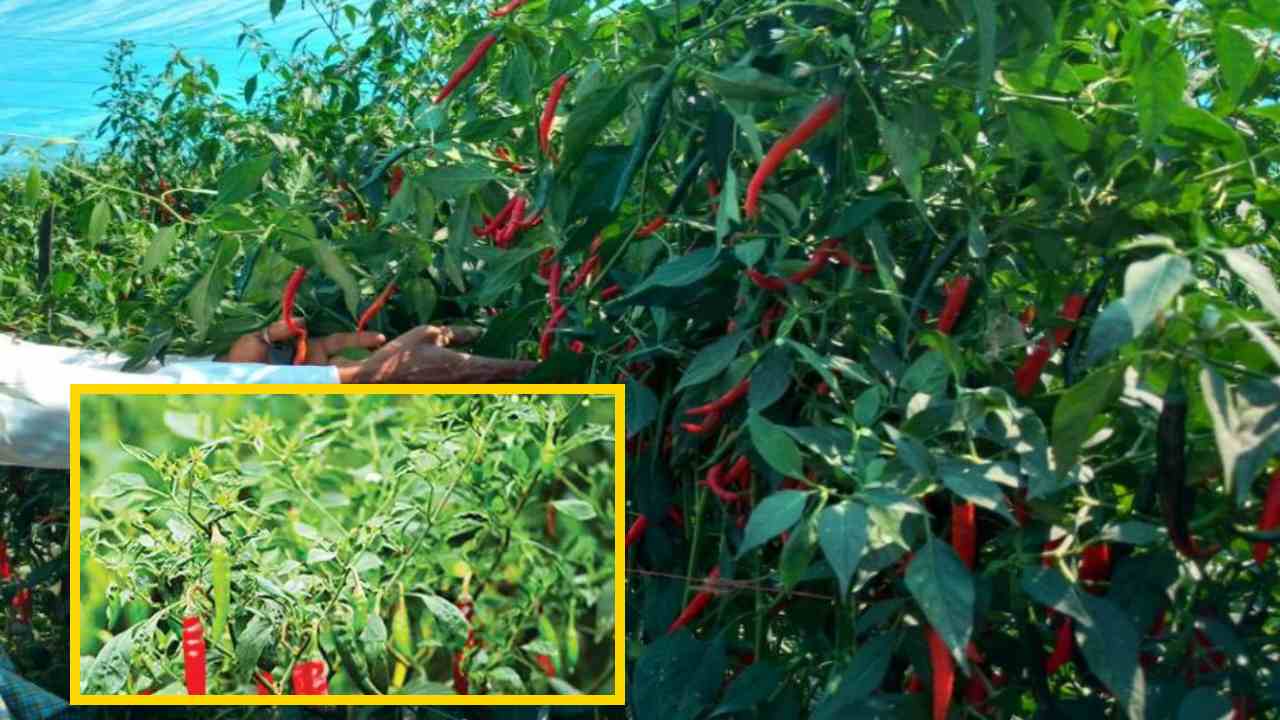 Chilli Crop : వర్షాలకు దెబ్బతిన్న మిర్చి పంటలో రైతులు పాటించాల్సిన సస్యరక్షణ చర్యలు! Chilli Crop : వర్షాలకు దెబ్బతిన్న మిర్చి పంటలో రైతులు పాటించాల్సిన సస్యరక్షణ చర్యలు!