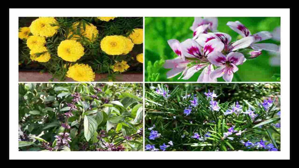 Plants that repel mosquitoes! Make sure you have these plants in your yard