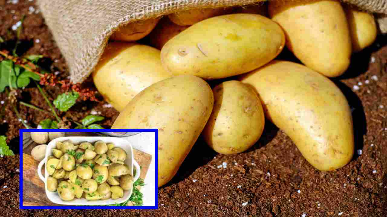 Potato : బంగాళ దుంపలను ఇలా కూడా ఉపయోగించుకోవచ్చు! Potato : బంగాళ దుంపలను ఇలా కూడా ఉపయోగించుకోవచ్చు!