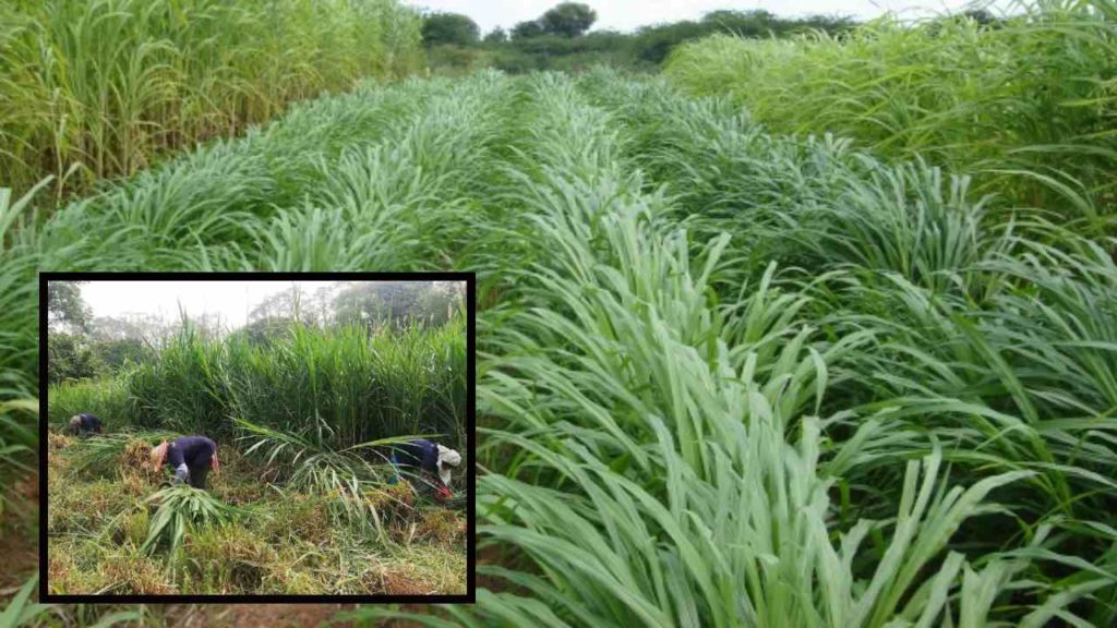 Cultivation Of Fodder Crops :