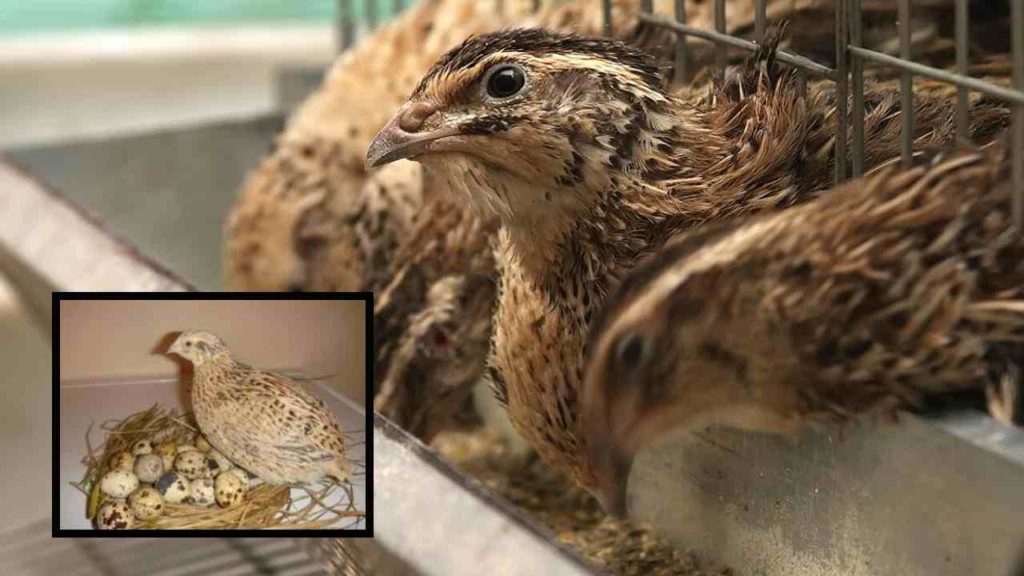 Profitable breeding of quails! Increased demand in the market in the context of nutritional values