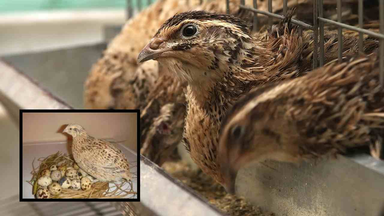 Quails : లాభసాటిగా క్వయిల్స్ పక్షుల పెంపకం! పోషకవిలువల నేపధ్యంలో మార్కెట్లో పెరిగిన డిమాండ్ Quails : లాభసాటిగా క్వయిల్స్ పక్షుల పెంపకం! పోషకవిలువల నేపధ్యంలో మార్కెట్లో పెరిగిన డిమాండ్