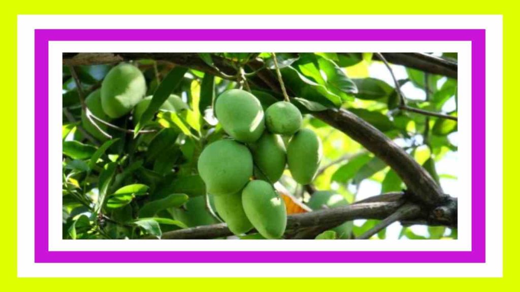 Profitable cultivation in mango plantations with proper management practices!