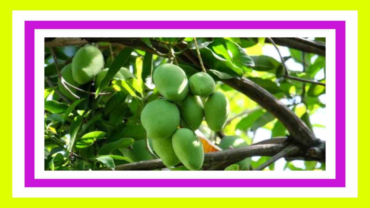 Mango Cultivation : సరైన యాజమాన్య పద్దతులతో మామిడితోటలలో లాభాల సాగు! Mango Cultivation : సరైన యాజమాన్య పద్దతులతో మామిడితోటలలో లాభాల సాగు!