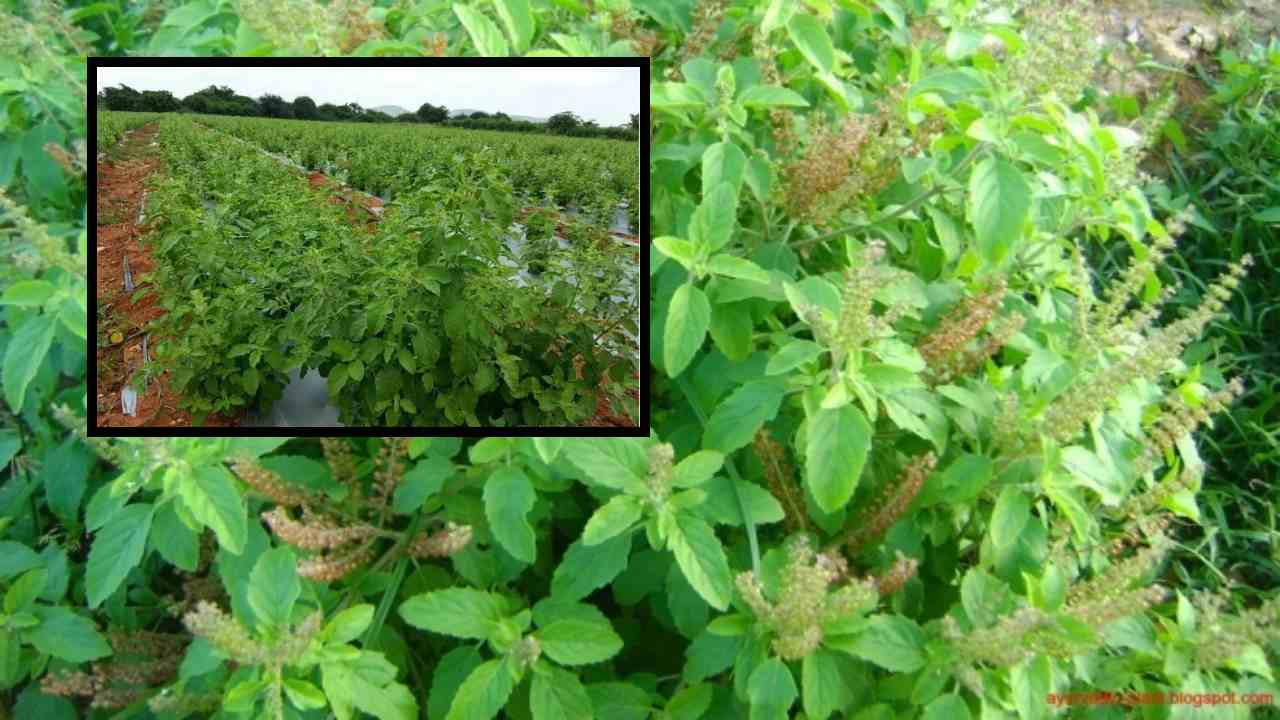 Tulsi Farming : తులసి సాగులో యాజమాన్య పద్దతులు! Tulsi Farming : తులసి సాగులో యాజమాన్య పద్దతులు!