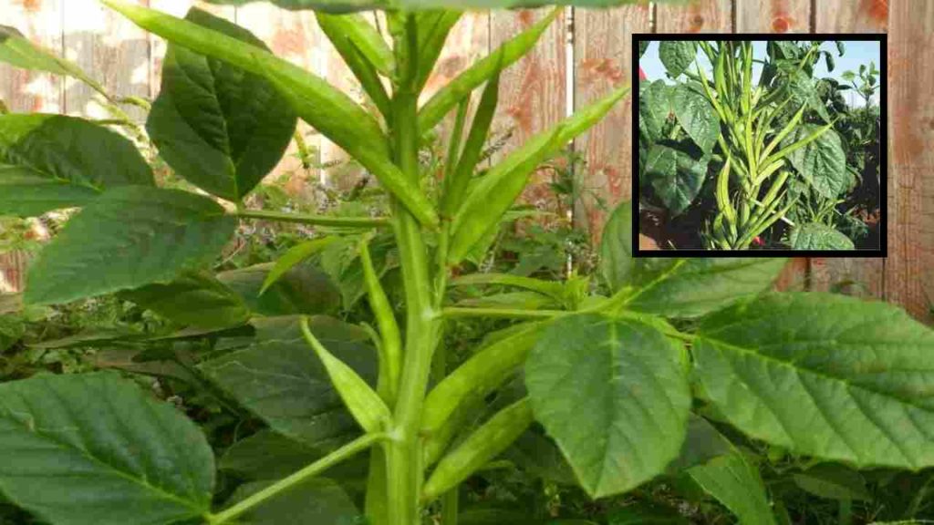 Proprietary methods in the cultivation of Cluster Beans !