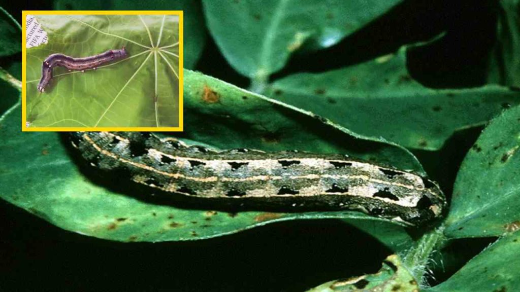 Red caterpillar causing damage to castor bean crop, preventive measures