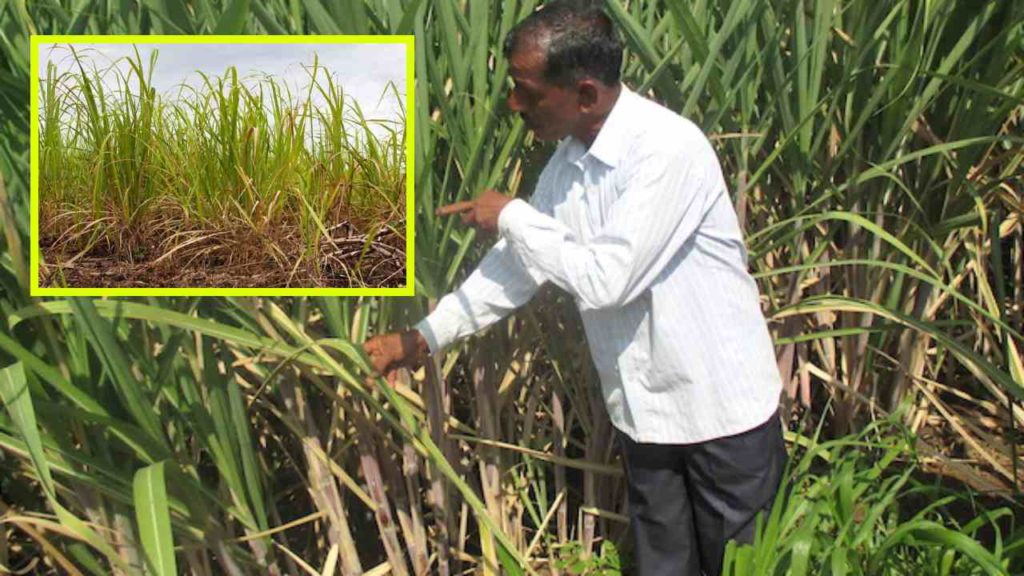 Rust plagues damage to sugarcane crop in winter, prevention methods!