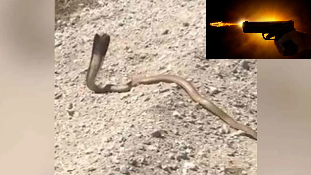 Man Fired Cobra : నాగు పాముపై గన్ తో కాల్పులు జరిపిన వ్యక్తి.. అది ఏం చేసిందో చూస్తే షాక్ అవుతారు! Man Fired Cobra : నాగు పాముపై గన్ తో కాల్పులు జరిపిన వ్యక్తి.. అది ఏం చేసిందో చూస్తే షాక్ అవుతారు!