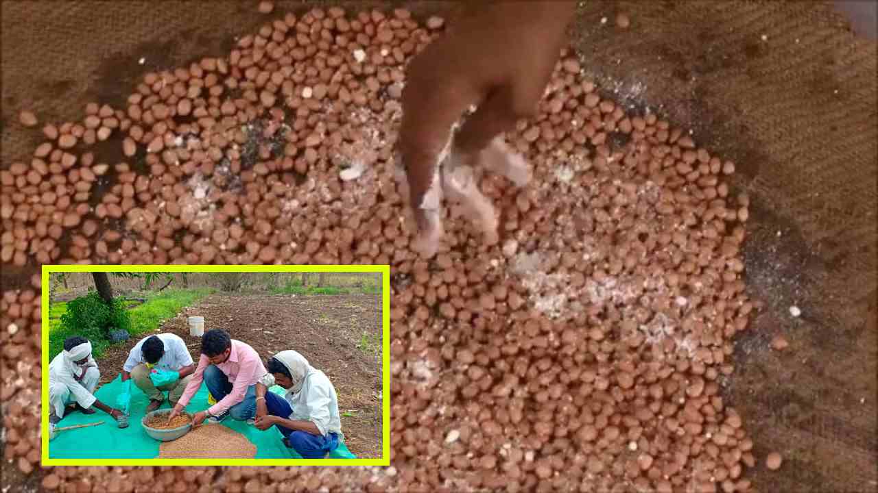 Seed Purification : పంట వేసే ముందు విత్తనశుద్ధి తప్పనిసరా? విత్తనశుద్ధితో బహుళ ప్రయోజనాలు! Seed Purification : పంట వేసే ముందు విత్తనశుద్ధి తప్పనిసరా? విత్తనశుద్ధితో బహుళ ప్రయోజనాలు!