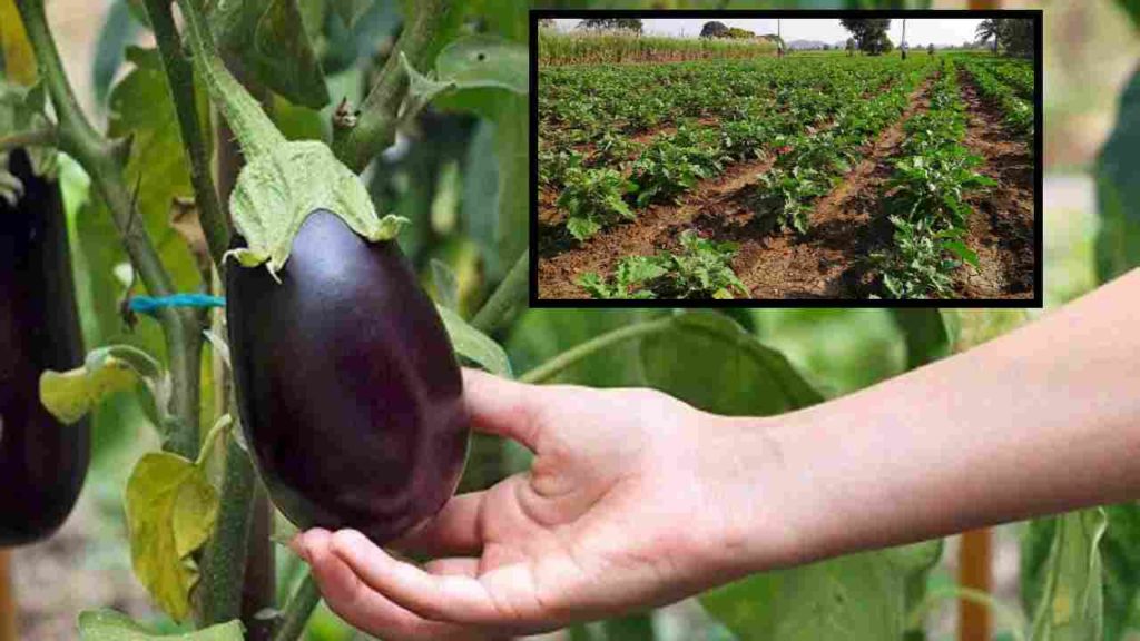 Selection of the best varieties in Vanga Cultivation!