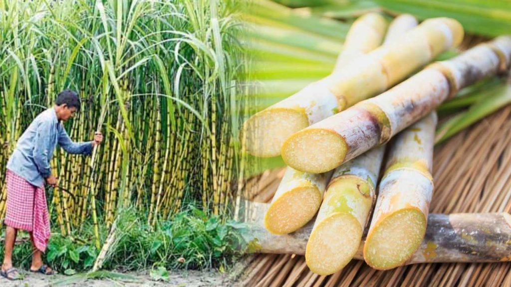 Stalin announces sugarcane in Pongal gift hamper