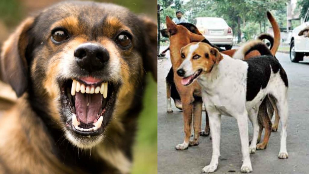 Stray Dog Bites 40 People In 2 Hours