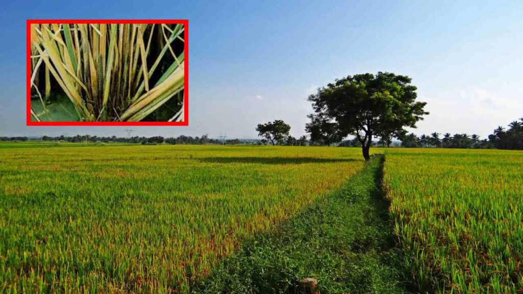 Sun rot in rice, precautions to be taken for prevention!