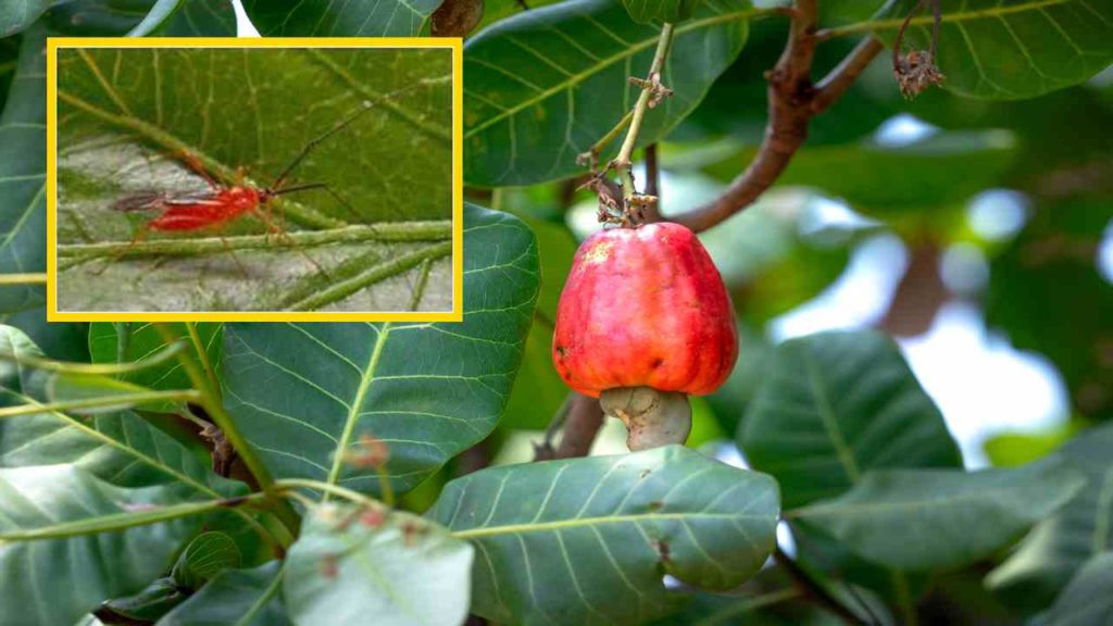Tea mosquito causing damage in cashew! Preventive measures