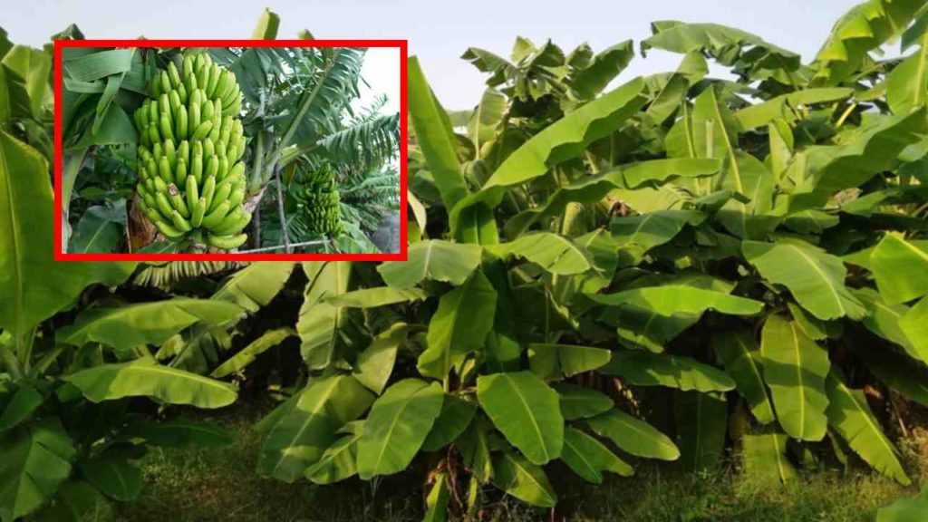 These are the types of banana suitable for cultivation in Telugu states!