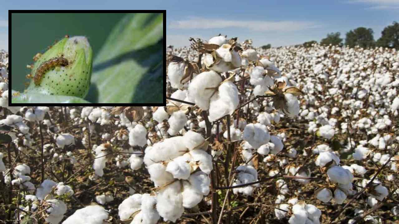 Cotton Crop : ప్రత్తి పంటలో చీడపీడలకు కారణమయ్యే తుత్తుర బెండ, వయ్యారిభామ! వీటి నివారణ ఎలగంటే? Cotton Crop : ప్రత్తి పంటలో చీడపీడలకు కారణమయ్యే తుత్తుర బెండ, వయ్యారిభామ! వీటి నివారణ ఎలగంటే?