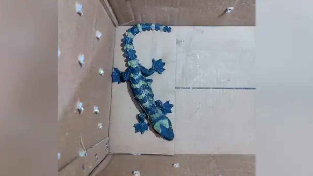Tokay Gecko Lizard