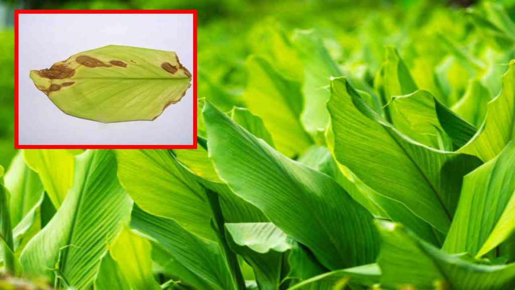 Turmeric Pest Management