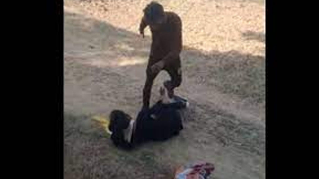 On camera, youth brutally beats up girl in Madhya Pradesh