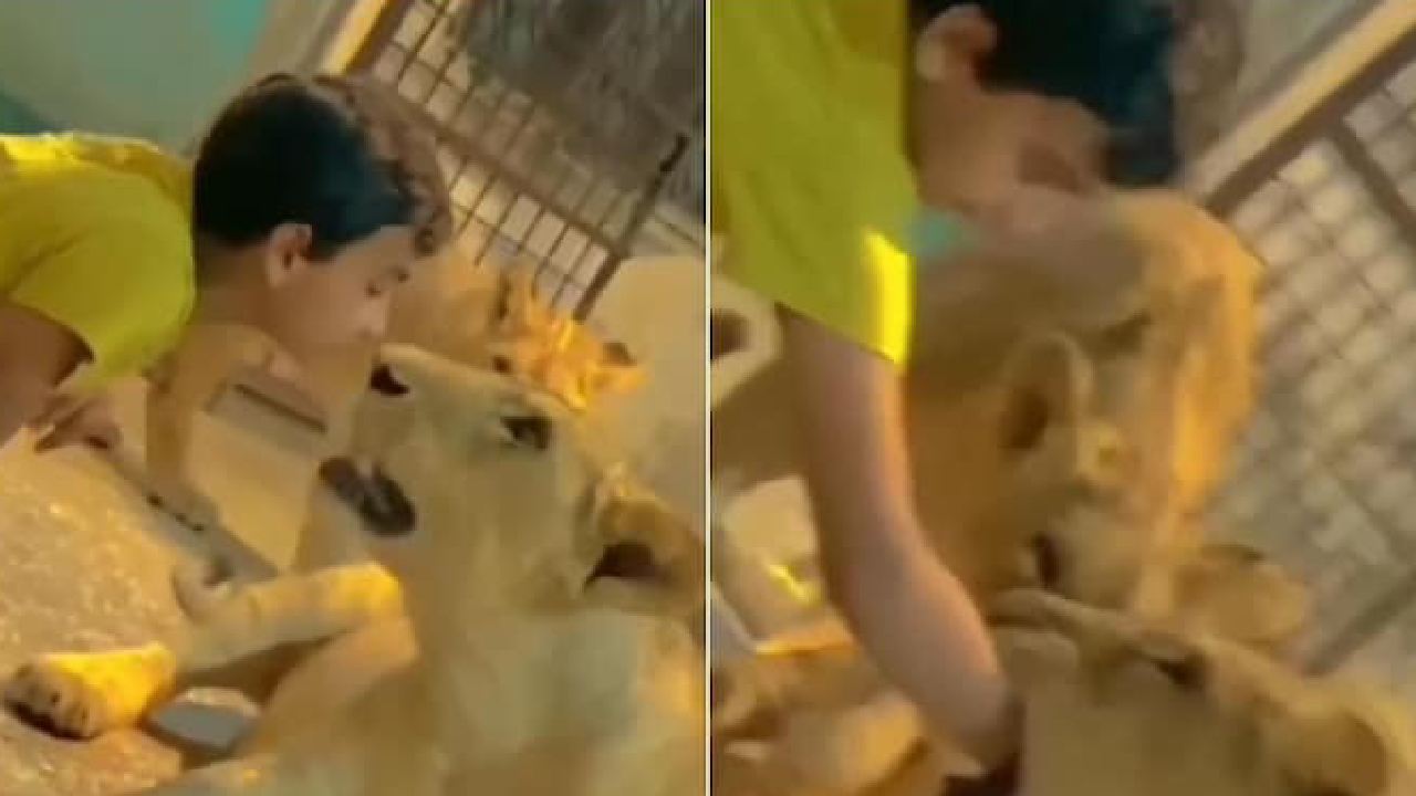 Viral Video: సింహాలతో అడుకుంటున్న బాలుడు.. చెయ్యి ఎలా కొరికిందో చూడండి.. వీడియో వైరల్ Viral Video: సింహాలతో అడుకుంటున్న బాలుడు.. చెయ్యి ఎలా కొరికిందో చూడండి.. వీడియో వైరల్