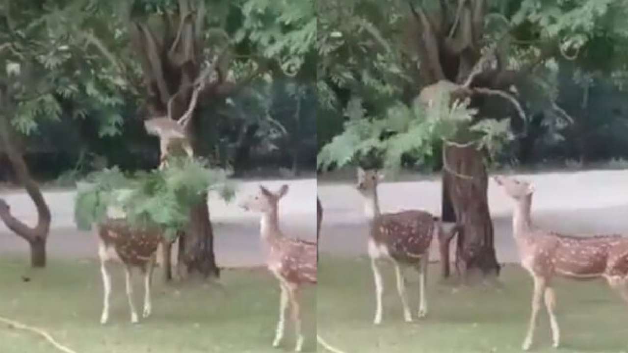 Viral video: వారెవ్వా.. కోతి తెలివి.. జింకల ఆకలి తీర్చేందుకు కోతి ఏం చేసిందో చూడండి Viral video: వారెవ్వా.. కోతి తెలివి.. జింకల ఆకలి తీర్చేందుకు కోతి ఏం చేసిందో చూడండి