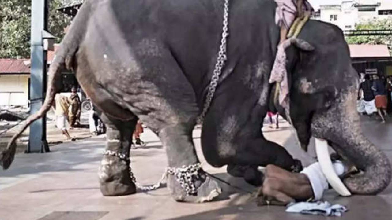 Elephant Angry: ఏనుగుకు కోపమొచ్చింది.. మావటివాడిని ఎత్తికుదేసిన ఏనుగు.. పరుగు పెట్టిన కొత్త జంట.. వీడియో వైరల్ Elephant Angry: ఏనుగుకు కోపమొచ్చింది.. మావటివాడిని ఎత్తికుదేసిన ఏనుగు.. పరుగు పెట్టిన కొత్త జంట.. వీడియో వైరల్