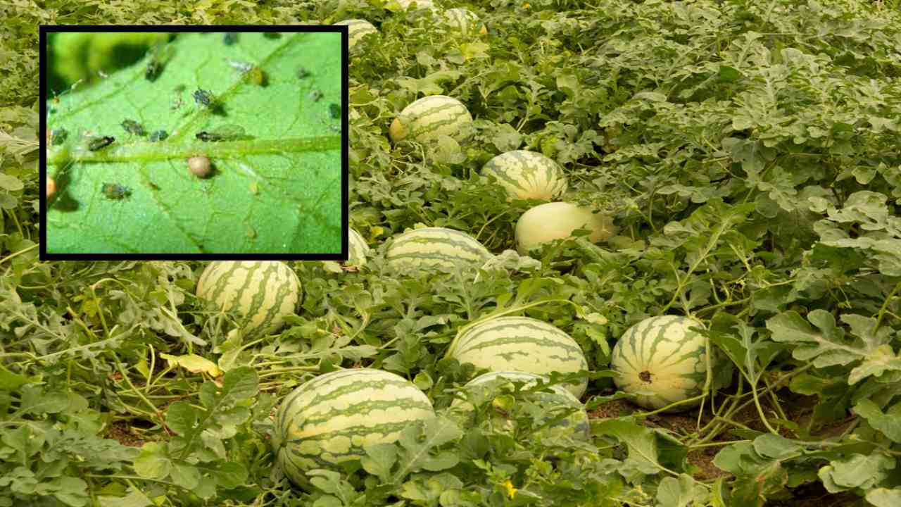 Watermelon : పుచ్చసాగులో తెగుళ్ళు,చీడపీడల నివారణ! Watermelon : పుచ్చసాగులో తెగుళ్ళు,చీడపీడల నివారణ!