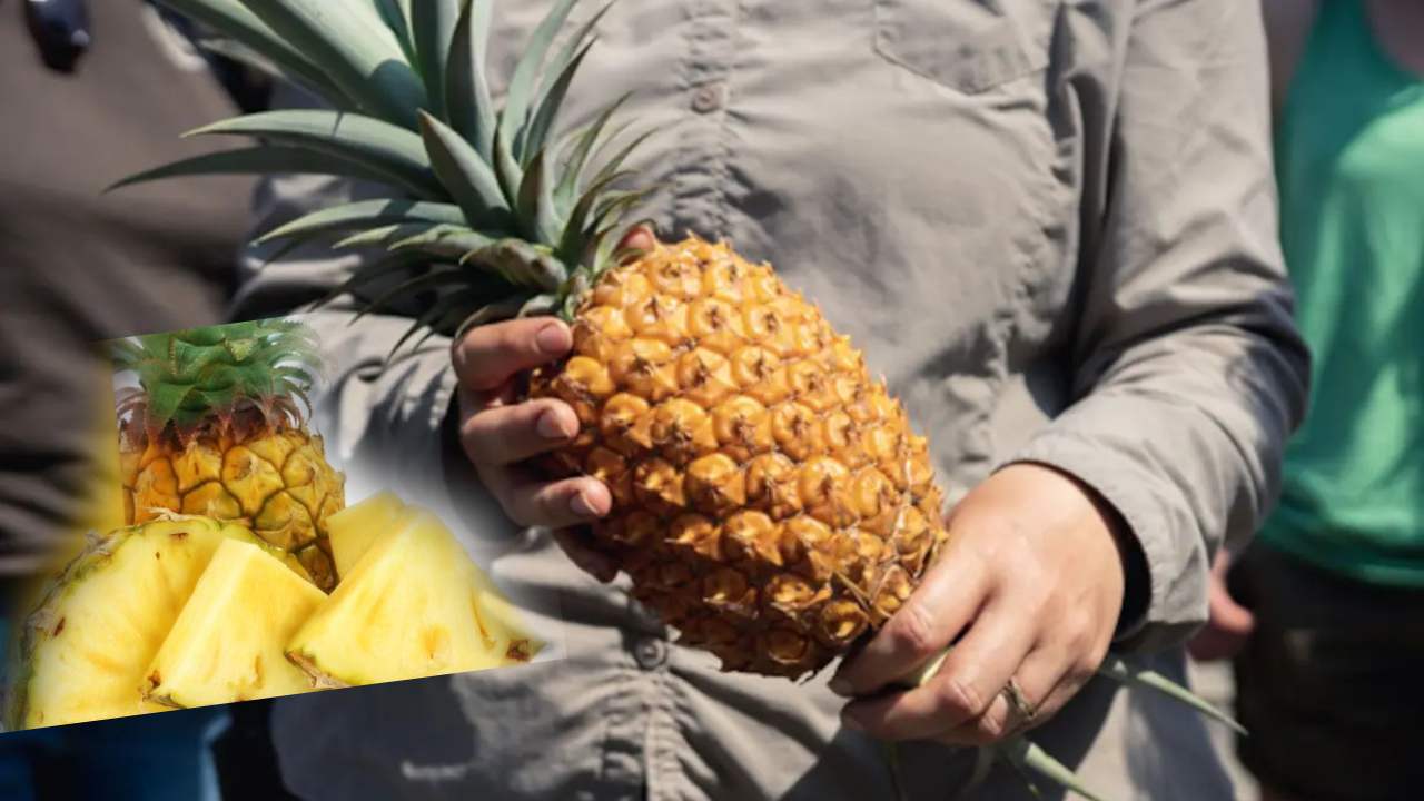 Most Expensive Pineapple : ఒక్క పైనాపిల్ పండు ధర అక్షరాలా రూ.లక్ష Most Expensive Pineapple : ఒక్క పైనాపిల్ పండు ధర అక్షరాలా రూ.లక్ష