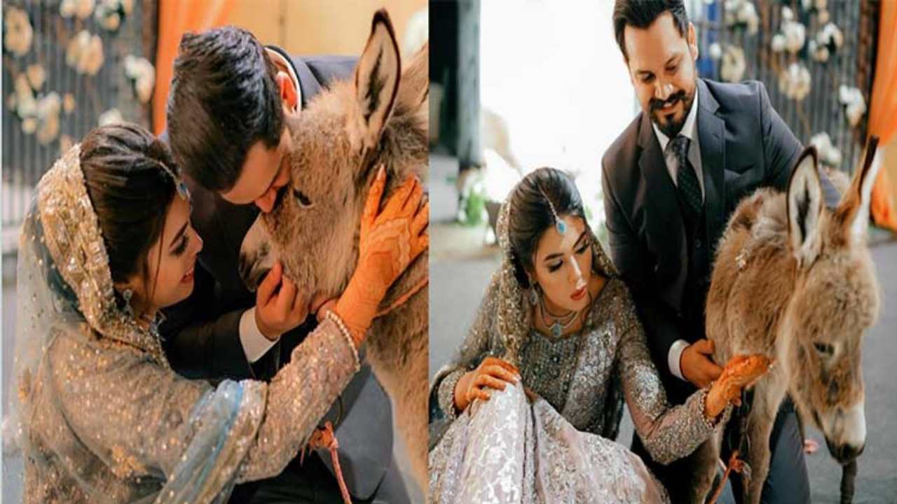 YouTuber Azlan Shah Donkey Gift : వధువుకు ‘గాడిద’ను గిఫ్టుగా ఇచ్చిన వరుడు .. ఆమె ఏంచేసిందంటే.. YouTuber Azlan Shah Donkey Gift : వధువుకు ‘గాడిద’ను గిఫ్టుగా ఇచ్చిన వరుడు .. ఆమె ఏంచేసిందంటే..