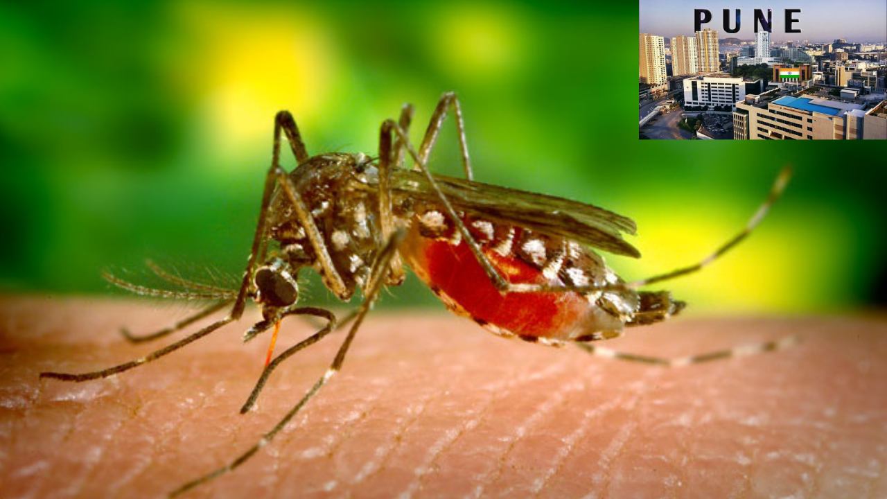 Zika Virus Pune : మహారాష్ట్రలో జికా వైరస్ కలకలం.. వృద్ధుడిలో గుర్తింపు Zika Virus Pune : మహారాష్ట్రలో జికా వైరస్ కలకలం.. వృద్ధుడిలో గుర్తింపు